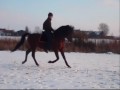 HOSCO XIII PRE APTO hengst
