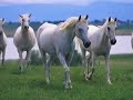 Wild Horses