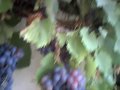 Gigantic Bosnian organic grapes