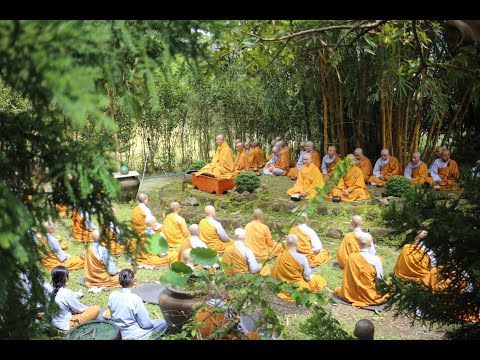 NIKAYA Thiền Quán & Trình Pháp - Chiếc Lá Vàng Rơi 5