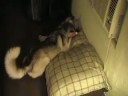 Haileys new squaking plushie