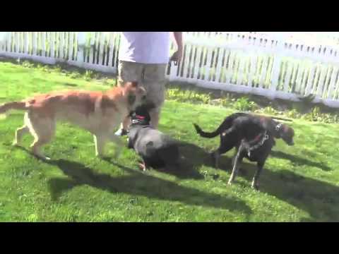 how to cure aggression