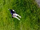 Loopy - Meu Jack Russell Loopy - Meu Jack Russell