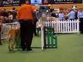 Boerboel video