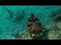 Flamboyant Cuttle Fish