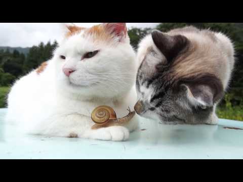 Dois gatos e um caracol