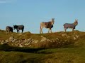 Ardara Co Donegal Ireland