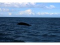 Whale of a time - 18th May 2012