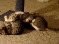 The Tripplets Wrestling.
