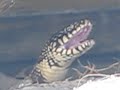 My Encounter with a King Snake Clearwater Florida created by Leiza Halsey My Encounter with a King Snake Clearwater Florida created by Leiza Halsey