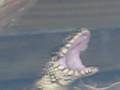 My Encounter with a King Snake Clearwater Florida created by Leiza Halsey