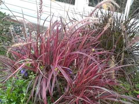 how to care for purple fountain grass