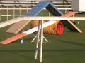 Australian Shepherd Agility