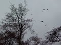 Swallows