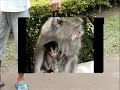 Villa KeYani i Lovina på Bali 