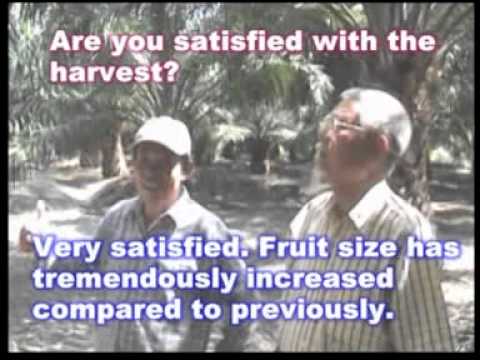 how to fertilize guava
