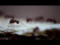 Macro video of red ants devouring a cracker