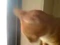 Presto talking