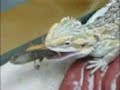 Ufo, il drago barbuto mangia locusta
