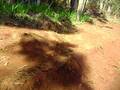 videos de quinta a seco