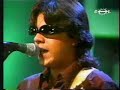 gato callejero   los delinqüentes 