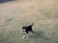 videos de Playing fetch