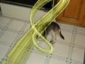 videos de Dog- My dog Nina