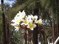 Bahir Dar - Papyrus and Tana hotel