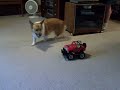 Max Chasing a Remote Control Car