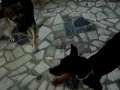 they-dont-get-along-well.html