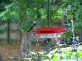 hummingbird feeding july 11, 2006