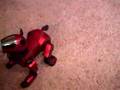 Meet Ferrari - Dingo's Red Hot AIBO Ex-Girlfriend!