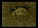tzolkin-another ufo dimention