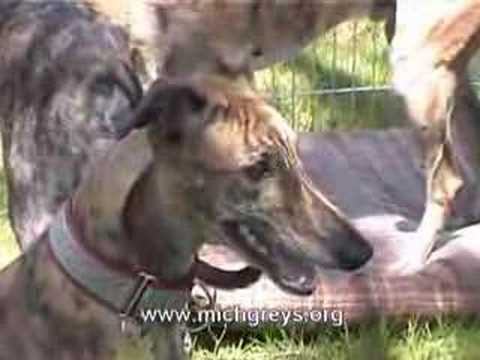 MICHIGAN GREYHOUND CONNECTION