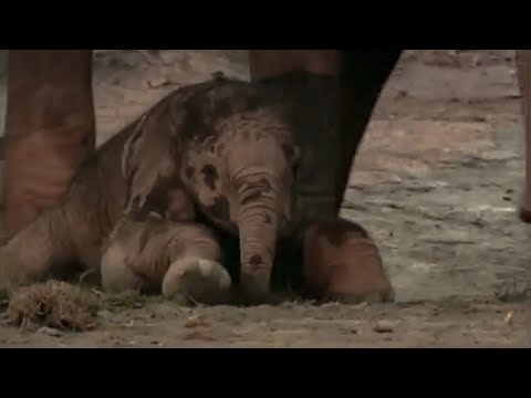 ELEPHANT/