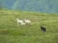 Alpeggio nell'Alto Lario - Border Collie Sheepdog