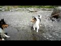 シェルティとコリーの水遊び