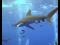 OCEANIC WHITE TIP SHARK LONGIMANUS