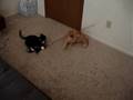 videos de oscar's stuck to the feather stick!