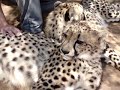 Cango Wildlife Ranch Oudtshoorn/SA - Geparden Cheetahs