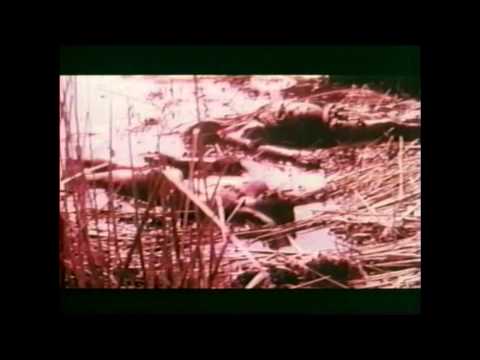 Africa: Blood and Guts (1966) - Trailer