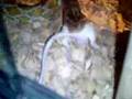 snake-eat-mouse