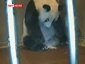 Giant Panda Gives Birth On Camera
