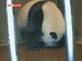 Giant Panda Gives Birth On Camera