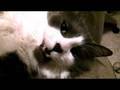 Egon Loves Wolf Mask UNEDITED CLIP 3