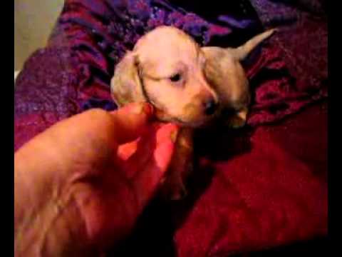 Austins Video Clip at 4 Wks