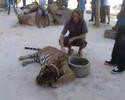 the tiger temple in thailand the tiger temple in thailand