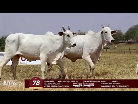 4� De Olho na Fazenda - NELORE AURORA participa��o Chico Paulic�ia