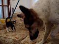 Little Kitten Challenges Big Dog! Little Kitten Challenges Big Dog!