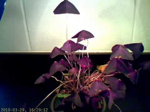 how to grow oxalis